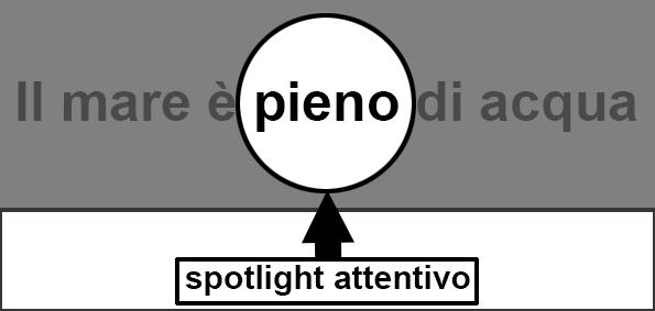 Immagine 1: esempio di spotlight attentivo Quando un normolettore è intento a leggere, la sua attenzione visiva si concentra su piccole aree del campo visivo (principalmente su quelle che cadono