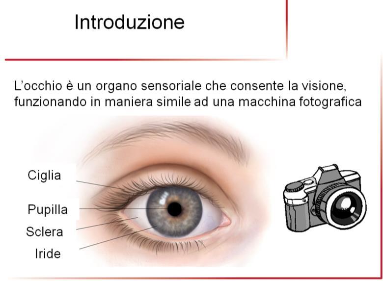1 Introduzione L occhio è un organo sensoriale che consente la visione, funzionando in maniera simile ad una macchina fotografica (fig.1).