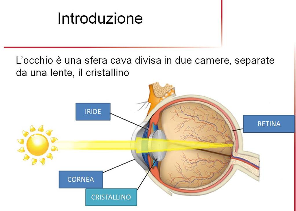 3. I segnali elettrici vengono elaborati attraverso vie nervose. L occhio può essere inteso come una sfera cava divisa in due camere, separate da una lente, il cristallino (fig.2 ).