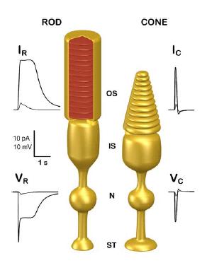 Recettori diversi per discriminare tra varie forme di stimolo diverso Stimolo luminoso: coni e bastoncelli Bastoncelli