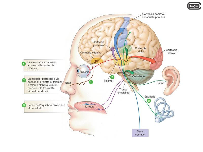 L elaborazione sensoriale è selettiva ed