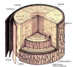 1.1.5 Nomenclatura delle parti del tronco di una resinosa sezionata (da Le Scienze, n.