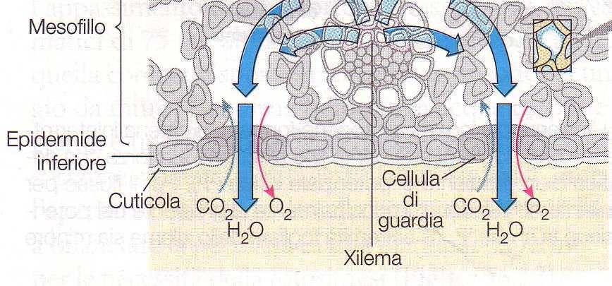 fogliari Lo xilema