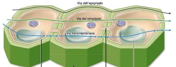 Assorbimento e trasporto laterale dell acqua e delle sostanze minerali nelle radici Via simplastica e transmembrana L acqua ed i sali attraversano le membrane citoplasmatiche dei peli radicali e