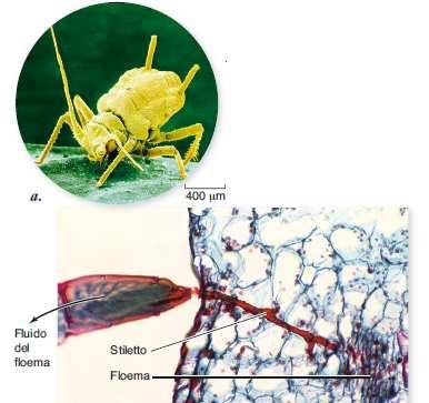 Il succo floematico può essere prelevato e