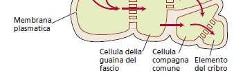 e negli elementi del floema Mancano i plasmodesmitra il