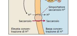 trasportare saccarosio all interno del complesso cellula compagna-tubo cribroso simporto saccarosio-protoni il flusso di