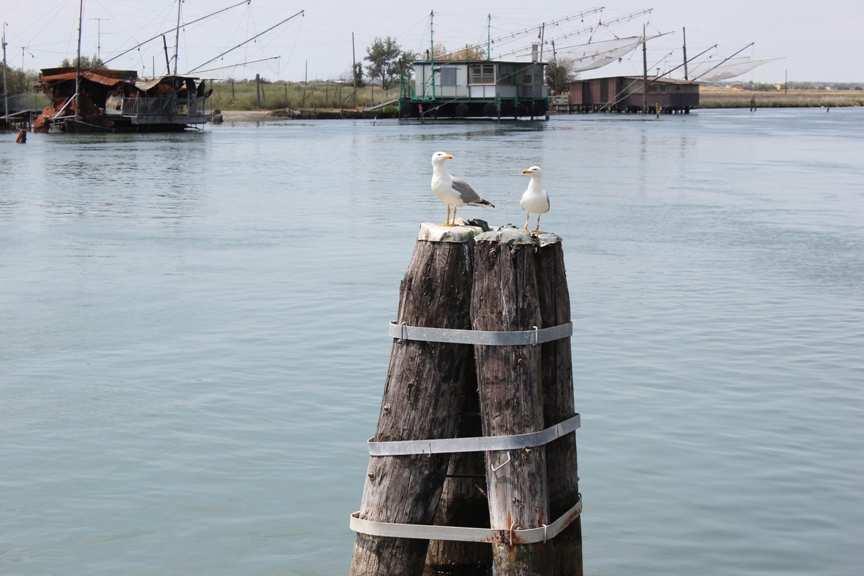 L ADRIATICO A CONFRONTO Analisi comparata del settore ittico Nord e Medio/Basso