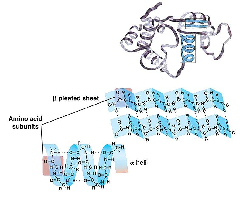 Struttura delle Proteine http://kvhs.nbe