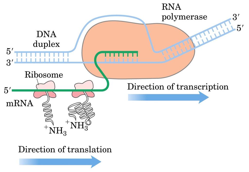 Nei procarioti: la trascrizione e