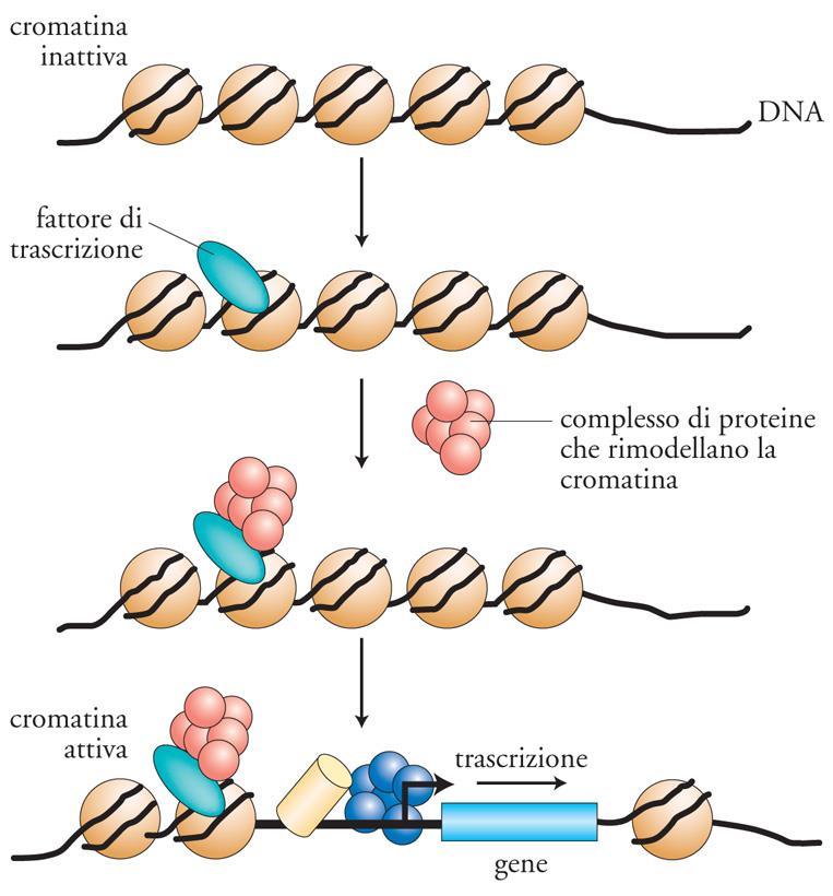 La regolazione dell espressione genica Un altra via di decondensare la cromatina, permettendo così la trascrizione, è l uso di proteine non istoniche che