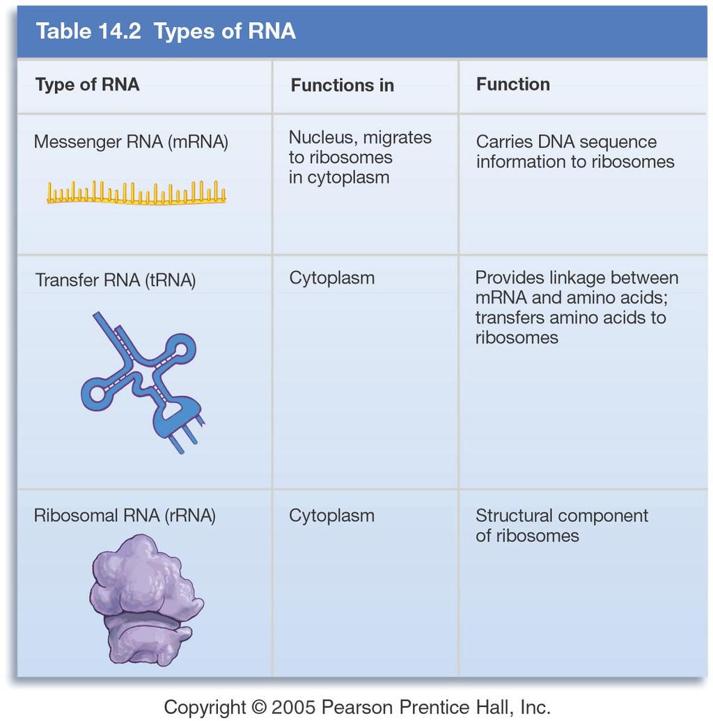 Tipologie dei GENI: L informazione che viene trascritta non riguarda tutto il DNA ma solo delle particolari sequenze definite GENI, che possono essere attribuiti ad almeno 3 diverse categorie: Geni