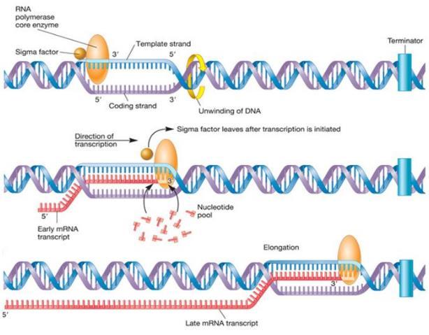 La prima fase dell espressione genica: la trascrizione Il processo di trascrizione avviene grazie ad un enzima chiamato RNA polimerasi.