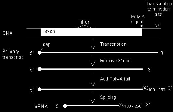 La prima fase dell espressione genica: la trascrizione Trascritti primari di mrna Immagine 4.