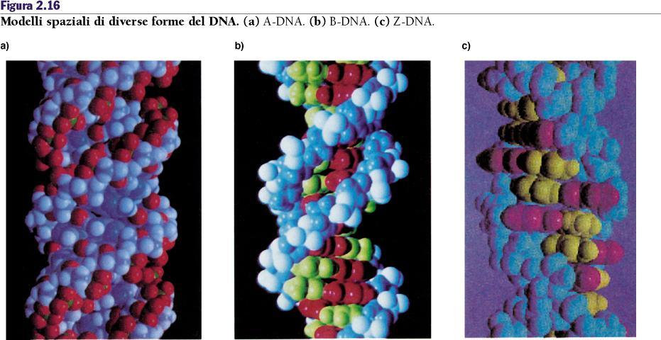 La scoperta della doppia elica del DNA 6.