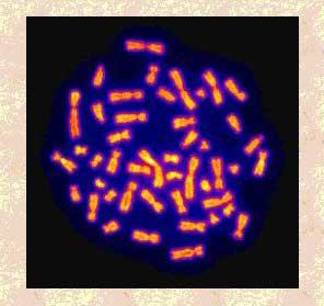 Nei cromosomi troviamo i geni. Controllo del fenotipo.