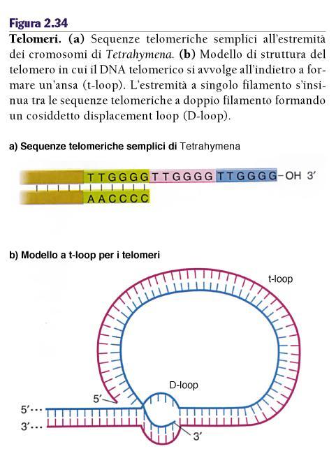 DNA centromerico e telomerico I telomeri possono essere suddivisi in due tipi: 1. Sequenze telomeriche semplici sono la componente essenziale dei telomeri, garantiscono la stabilità.