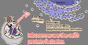 CITOSOL (3) Citosol Ribosomi Sintesi delle proteine nei ribosomi http://hyperphysics.phy astr.gsu.edu/hbase/biology/ribosome.html http://www.accessexcellence.