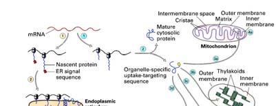 Ribosomi legati Si trovano legati all esterno del reticolo endoplasmatico (RE) costituendo il reticolo endoplasmatico ruvido/rugoso (RER).