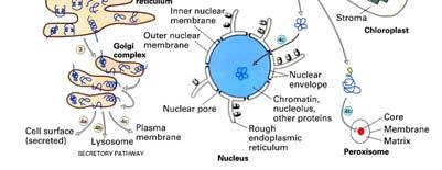 plasmatica). Sono presenti in numero maggiore a quello dei ribosomi liberi nelle cellule che secernono le proteine sintetizzate (ad es.