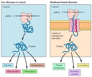 Altre localizzazioni dei ribosomi Si trovano inoltre nei mitocondri e nei cloroplasti delle cellule eucariotiche.