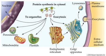 PANORAMICA DELLO SMISTAMENTO DELLE PROTEINE Nelle cellule eucariotiche superiori, lo smistamento iniziale delle proteine mediato dal reticolo endoplasmatico ha luogo ancora durante il processo della