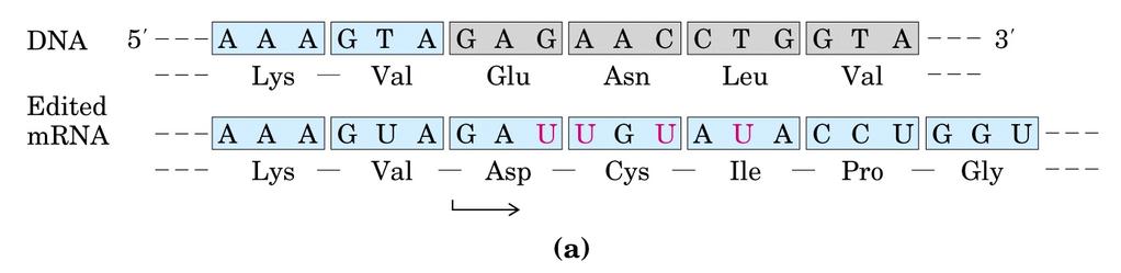 mrna modificato Modificazione del trascritto di RNA corrispondente al gene per la subunità II della citocromo ossidasi da