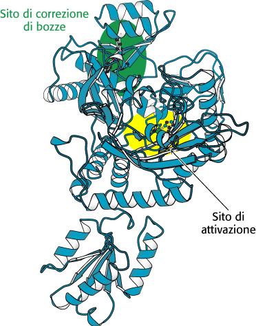 La correzione di bozze da parte delle amminoacil-trna sintetasi aumenta la fedeltà della sintesi proteica Studi strutturali e di mutagenesi hanno dimostrato che molte sintetasi hanno un sito di