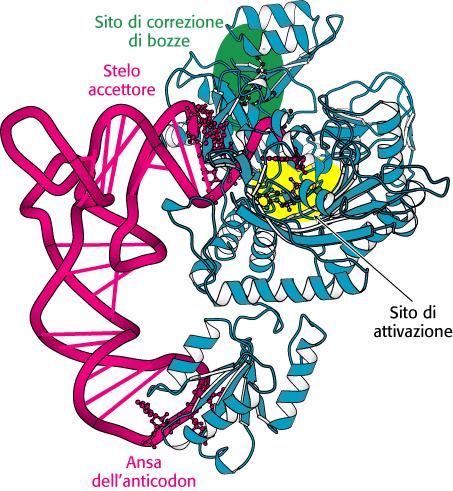 Le sintetasi riconoscono le anse dell anticodon e gli steli accettori delle molecole di trna Poiché ciascun trna ha un anticodon diverso,, molte sintetasi riconoscono i rispettivi trna soprattutto in