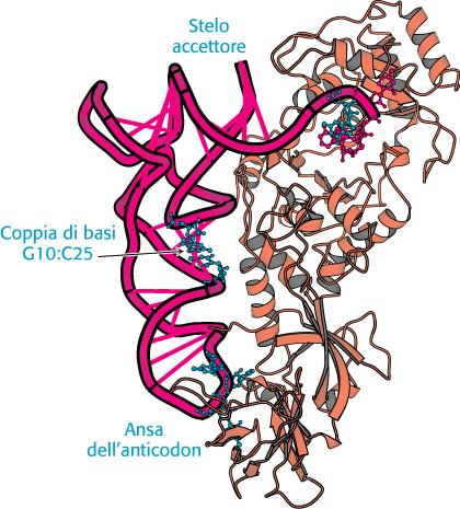 Alcune sintetasi riconoscono oltre alle anse dell anticodon e gli steli accettori altre regioni delle molecole di trna Complesso della