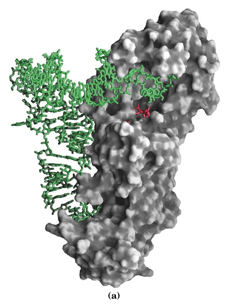 Gln-tRNA sintetasi di E.