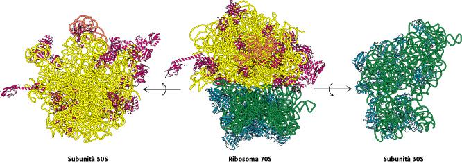 Il ribosoma ad alta risoluzione = RNA 23S = RNA 5S = RNA