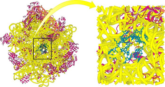 Via di fuga del polipeptide La subunità 50S è attraversata da un tunnel che inizia nel sito