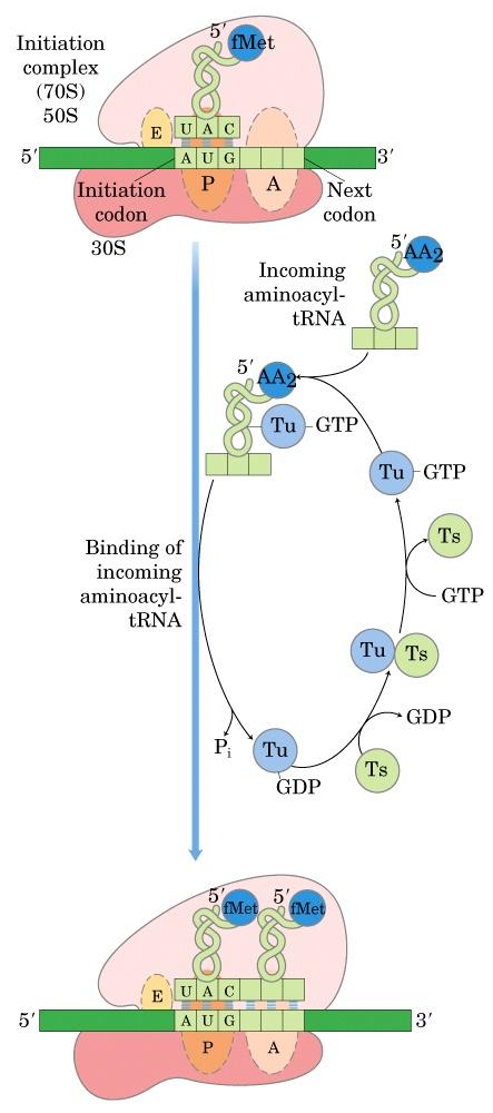 L allungamento L allungamento richiede: a) Il complesso d inizio b) Gli amminoacil-trna d) I