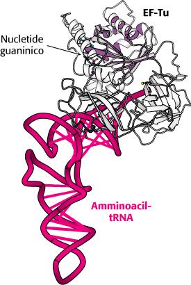 Il fattore di allungamento Tu La molecola di trna da inserire nel sito A viene trasportata da una proteina detta fattore di allungamento Tu (EF-Tu) EF-Tu, un membro della famiglia delle proteine G,