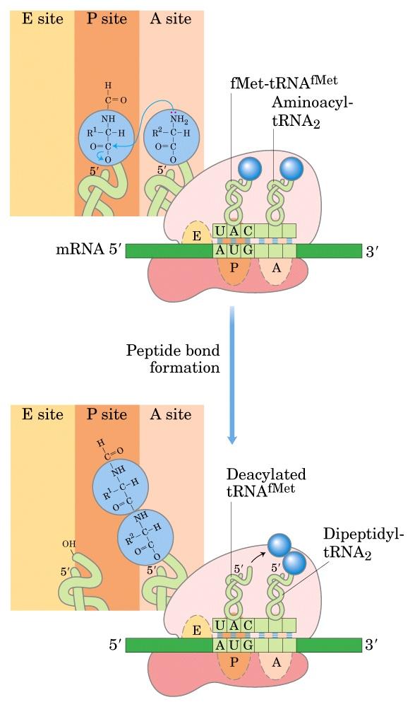 Fase II Formazione del legame peptidico Il gruppo α-amminico dell amminoiacido nel sito A agisce da nucleofilo, spostando il trna nel sito P per formare un legame