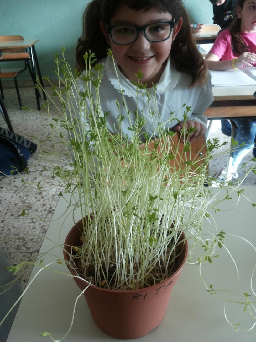 Oggi son tornata a scuola dopo il fine settimana e ho trovato la mia piantina ancora più alta.