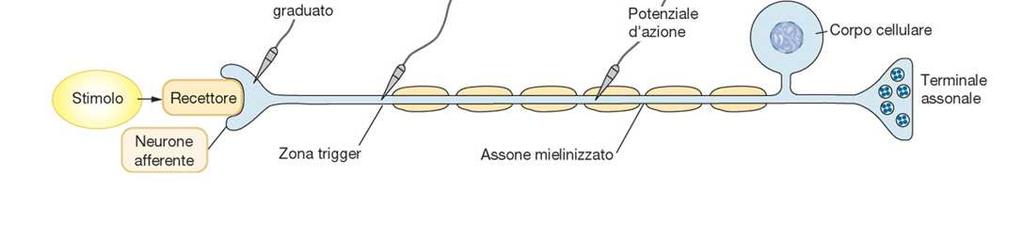 Minore informazione Maggiore informazione Attivazione sinaptica L ampiezza della depolarizzazione, risultante dalla sommazione delle correnti sinaptiche, che raggiunge il cono d emergenza,