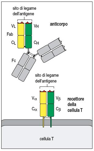 Recettori B e T: Omologie Funzioni: riconoscimento dello stimolo (antigene) e attivazione della risposta cellulare (trasduzione).