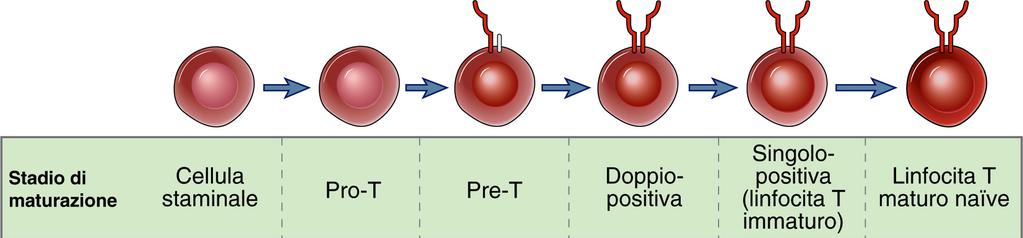 Maturazione cellule T La maturazione T passa attraverso 4 tipi di linfociti (timociti): - Cellule Pro-T (CD4 - CD8 - ) - Cellule Pre-T (espressione pre-tcr) - Cellule T immature (espressione
