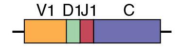 Maturazione T: Ricombinazione dei geni TCR La diversificazione del repertorio dei recettori deriva dalla somma di 2 meccanismi genetici: 1. Ricombinazione dei segmenti V (D) J 2.
