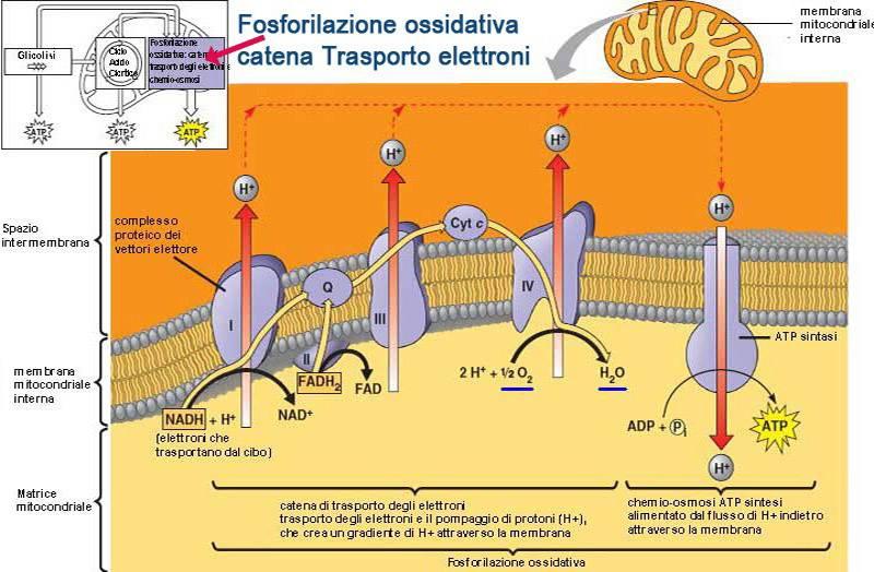 FADH e NADH 2 si muovono attraverso quattro complessi di proteine-enzimi della membrana mitocondriale (catena di trasporto degli elettroni), mentre i protoni liberati vengono pompati fuori dalla