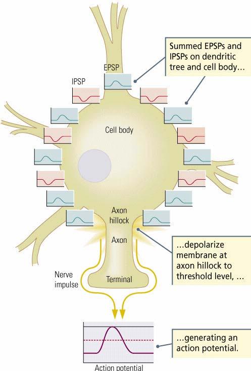 Potenziale post-sinaptico sinaptico The inputs to a neuron (post-synaptic potentials) increase (excitatory PSPs) or decrease (inhibitory
