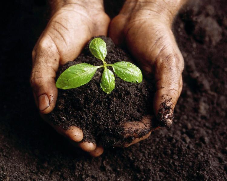 Modalità di recupero per la frazione organica Il compost ottenuto da scarti organici selezionati alla fonte è un ottimo fertilizzante che viene utilizzato come concime naturale in orticoltura,