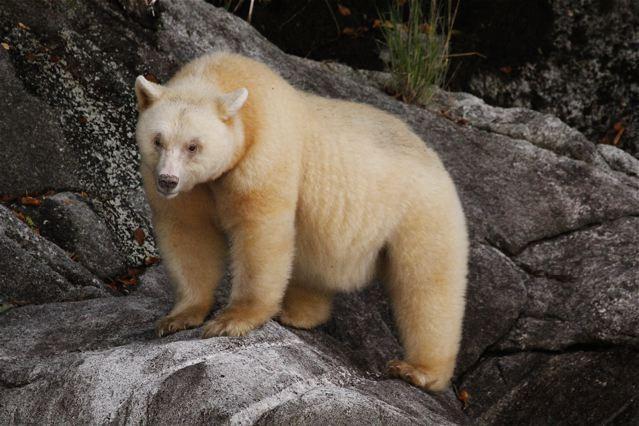 Spirit Bear & Grizzly Bear Tra gli animali il rappresenatnte diciamo nobile di questo parco è senz'altro lo Spirit Bear, o Kermode Bear, l'orso albino, una particolare varietà di orso bruno che ha