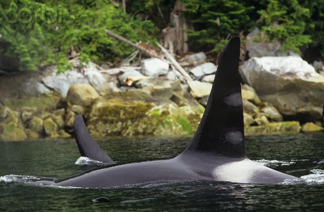 9 Giorno - le Killer Whales del Johnston Strait (Esc.