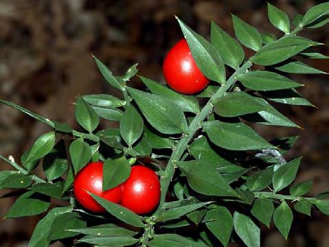 sempreverdi (es. Arbutus unedo L.