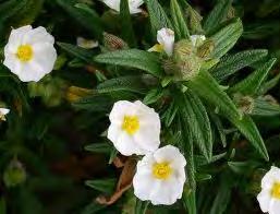 Specie semidecidue (es. Cistus monspeliensis L.