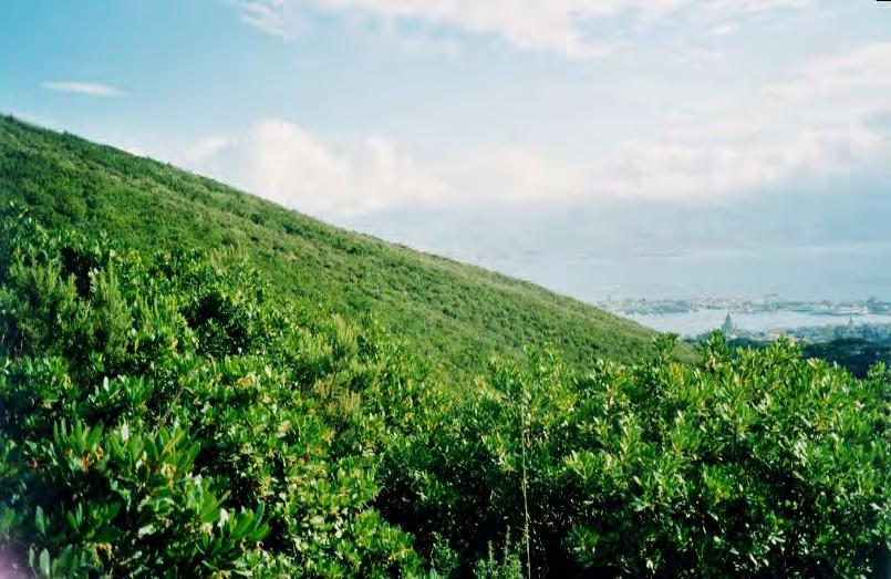 La macchia mediterranea fitta, costituita da un elevato numero di specie e non frammentata, offre una buona