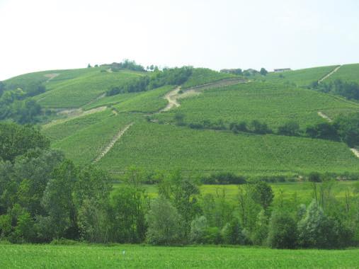 VALORIZZAZIONE DEL PAESAGGIO DI LANGA 04 QUINTE ALBERATE Le quinte vegetali saranno utilizzate come divisione tra le zone produttive e le aree limitrofe più naturali come fiumi o vigne o all interno